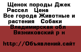 Щенок породы Джек Рассел › Цена ­ 45 000 - Все города Животные и растения » Собаки   . Владимирская обл.,Вязниковский р-н